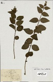 spécimen de Vinca difformis