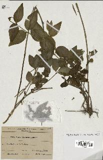 spécimen de Vinca difformis