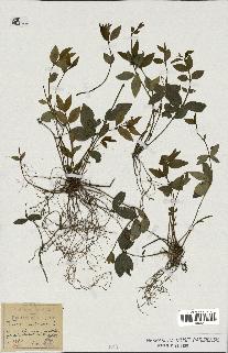 spécimen de Vinca minor