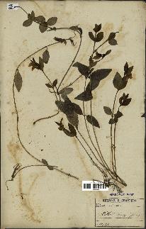 spécimen de Vinca minor