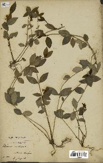 spécimen de Vinca minor