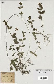 spécimen de Vinca minor