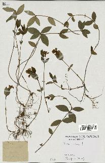 spécimen de Vinca minor