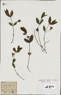 spécimen de Vinca minor
