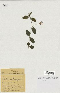 spécimen de Vinca minor