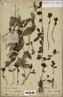 spécimen de Vinca minor