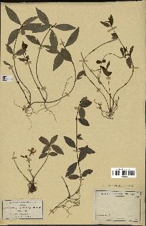 spécimen de Vinca minor