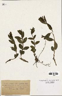spécimen de Vinca herbacea