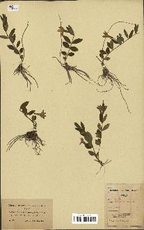 spécimen de Vinca herbacea