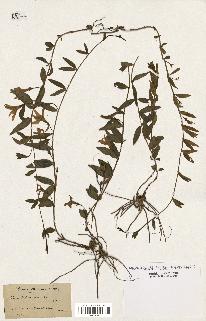 spécimen de Vinca herbacea