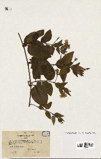 spécimen de Vinca acutiflora