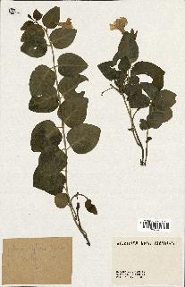 spécimen de Vinca difformis