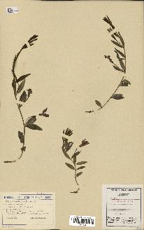spécimen de Vinca herbacea