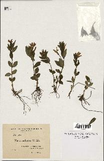 spécimen de Vinca herbacea