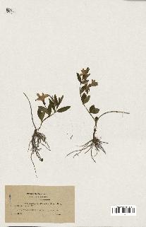 spécimen de Vinca herbacea