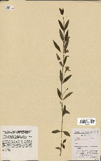spécimen de Vinca herbacea