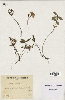 spécimen de Vinca minor