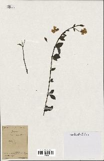 spécimen de Vinca minor