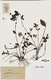 spécimen de Vinca minor