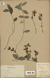 spécimen de Vinca minor