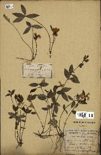 spécimen de Vinca minor