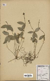 spécimen de Vinca minor