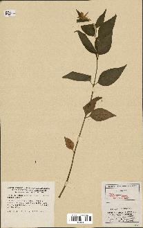 spécimen de Vinca difformis