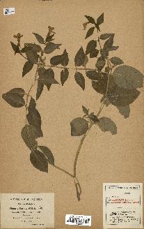 spécimen de Vinca difformis