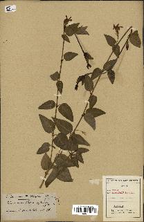 spécimen de Vinca difformis