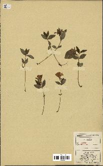 spécimen de Vinca minor