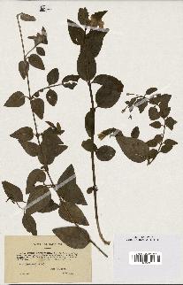 spécimen de Vinca acutiflora