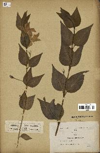 spécimen de Vinca acutiflora