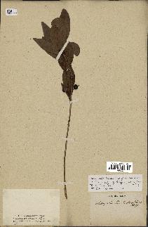 spécimen de Eugenia sp.