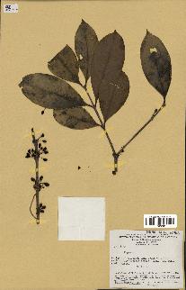 spécimen de Eugenia sp.