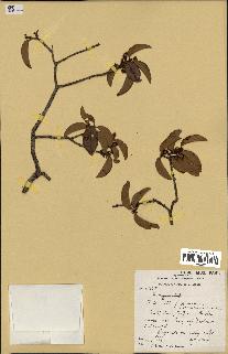 spécimen de Eugenia sp.