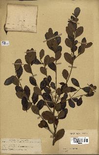 spécimen de Eugenia buxifolia