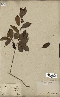 spécimen de Eugenia buxifolia