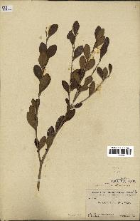 spécimen de Eugenia buxifolia