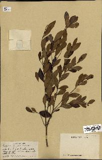 spécimen de Eugenia buxifolia