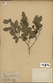 spécimen de Eugenia buxifolia