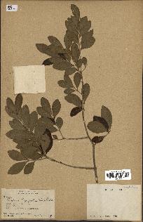 spécimen de Eugenia buxifolia