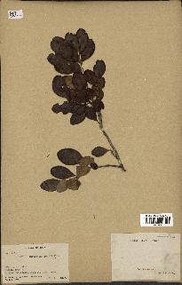 spécimen de Eugenia buxifolia