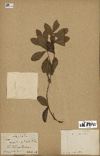 spécimen de Eugenia buxifolia