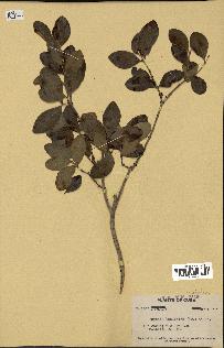 spécimen de Eugenia buxifolia