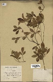 spécimen de Eugenia buxifolia