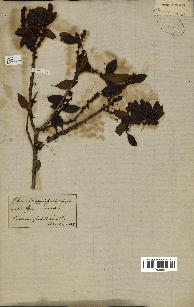 spécimen de Eugenia buxifolia