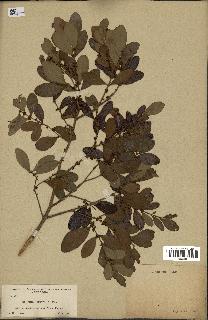 spécimen de Eugenia buxifolia