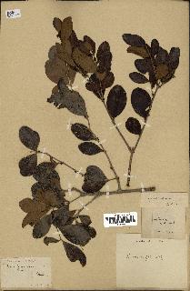 spécimen de Eugenia buxifolia