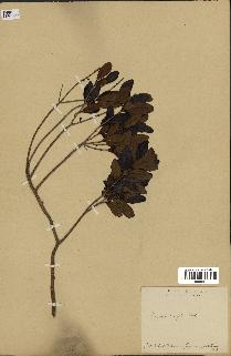 spécimen de Eugenia buxifolia