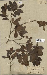 spécimen de Eugenia buxifolia